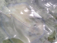 Stingray